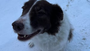 Illustration : Un maître en colère adresse un message au poseur de pièges à loups ayant failli coûter la vie à son chien