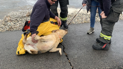 Illustration : Un passant plonge dans un étang gelé pour tenter de sauver un chien en grand danger