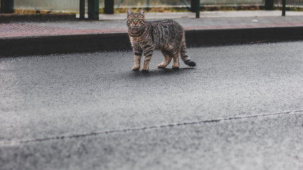 Illustration : Une opération de capture des chats errants sur 4 jours est lancée dans l’ouest de la France