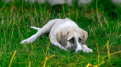 Illustration : Un chien abandonné sous un pont retrouve l'espoir grâce à des promeneurs vigilants