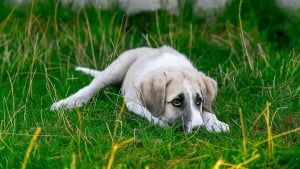 Illustration : Un chien abandonné sous un pont retrouve l'espoir grâce à des promeneurs vigilants