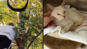 Illustration : Un chat passe 5 jours sans boire ni manger au sommet d’un arbre, un bon samaritain décide d’agir