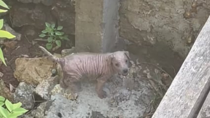 Illustration : L'amour et les soins transforment une chienne bloquée dans un fossé et ayant perdu son pelage