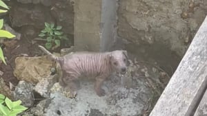 Illustration : "L'amour et les soins transforment une chienne bloquée dans un fossé et ayant perdu son pelage"