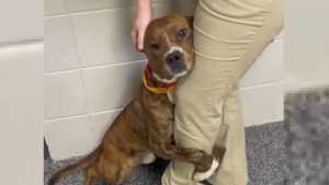 Illustration : "La vidéo poignante d'un chien de refuge s'accrochant à la jambe d'une bénévole devient virale et change sa vie"
