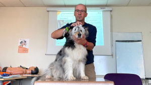 Illustration : Des formations aux premiers secours pour chiens et chats proposées en Bourgogne-Franche-Comté