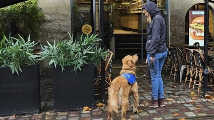 Illustration : 2 éducatrices et leurs chiens d'assistance refoulés par une restauratrice se battent pour faire respecter la loi