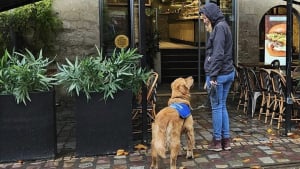 Illustration : "2 éducatrices et leurs chiens d'assistance refoulés par une restauratrice se battent pour faire respecter la loi"