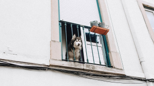 Illustration : "Autoriser ou non les animaux de compagnie dans un logement loué ? Les avis divergent "