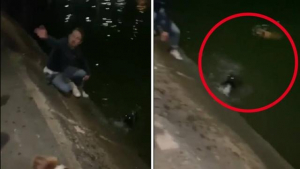 Illustration : "Un homme courageux n’hésite pas à se mettre à l’eau en pleine nuit pour sauver 2 chiens de la noyade "