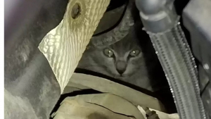 Illustration : Un chaton caché dans le moteur d'une voiture donne du fil à retordre à une famille qui veut faire plus que le sauver