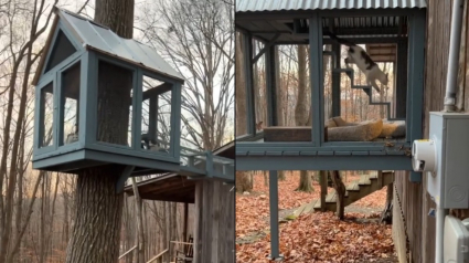 Illustration : La cabane dans les arbres et le catio de ce refuge pour chats ont de quoi faire des envieux (vidéo)