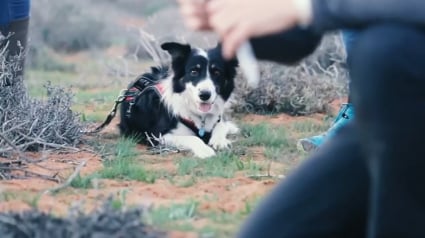 Illustration : Comment le flair d'une chienne a permis de retrouver une espèce animale invisible depuis 90 ans