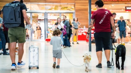 Illustration : Ces 3 chiens de soutien travaillent dans un aéroport allemand pour apaiser les voyageurs et apporter de la bonne humeur 