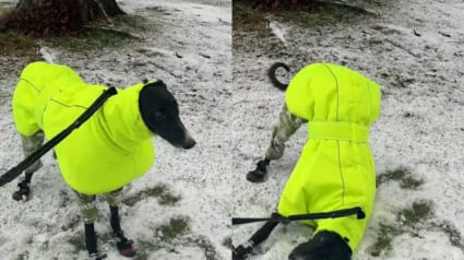 Illustration : Un chien de refuge découvre la neige pour la première fois et fait fondre les cœurs sur internet (vidéo)