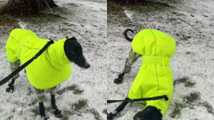 Illustration : "Un chien de refuge découvre la neige pour la première fois et fait fondre les cœurs sur internet (vidéo)"