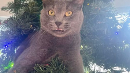 Illustration : 14 photos de chats qui ont fait regretter à leurs propriétaires d'avoir ressorti le sapin de Noël