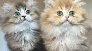 Illustration : 18 photos de chats au pelage si moelleux qu’on les confondrait avec des peluches