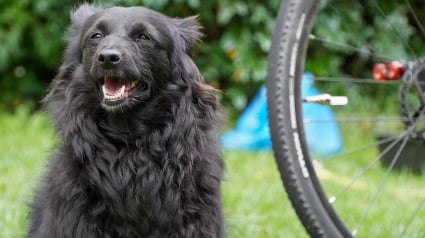 Illustration : Le mystère du chien abandonné au bord d'une route aux côtés d'un vélomoteur est résolu