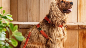 Des accessoires pour chien responsables et faits en France : Bandit Paris •  Emprunte Mon toutou