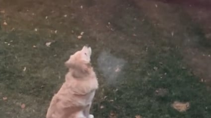 Illustration : Ce Golden Retriever est émerveillé en découvrant la neige pour la toute première fois (vidéo)