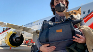 Illustration : Une compagnie aérienne ajoute de délicieuses friandises à sa carte pour les chiens voyageant en cabine