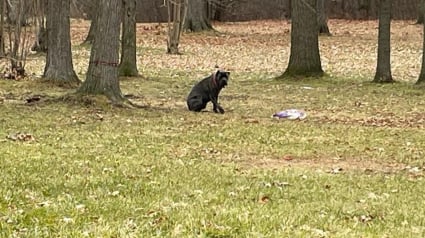 Illustration : Ils abandonnent leur chien blessé par une voiture dans un parc, car ils ne peuvent pas financer ses soins vétérinaires