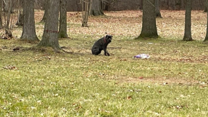 Illustration : Ils abandonnent leur chien blessé par une voiture dans un parc, car ils ne peuvent pas financer ses soins vétérinaires