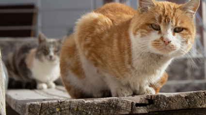 Illustration : Un don conséquent a permis le lancement d’un projet inédit en France : une ferme pouvant accueillir jusqu’à 200 chats