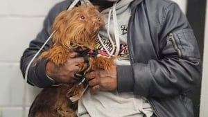 Illustration : "Des bénévoles découvrent un chien errant et apprennent via sa puce qu'il a disparu 5 ans plus tôt"