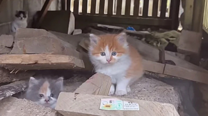 Illustration : Une bénévole déterminée tente de gagner la confiance de chatons méfiants dont un à la santé très fragile