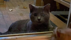 Illustration : Ce chat errant, qui enviait la vie de ses congénères domestiques en les voyant par la fenêtre, a touché le cœur d’une bienfaitrice 