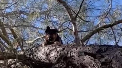 Illustration : En levant les yeux, un homme découvre un Berger Allemand coincé dans un arbre à environ 8 mètres du sol