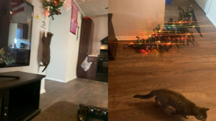 Illustration : Il pensait avoir trouvé le moyen de protéger son sapin de Noël, mais c’était sans compter la détermination de son chat