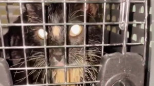 Illustration : Un bienfaiteur s’inquiète pour la sécurité d’une chatte aspergée d’huile d’olive à 2 reprises