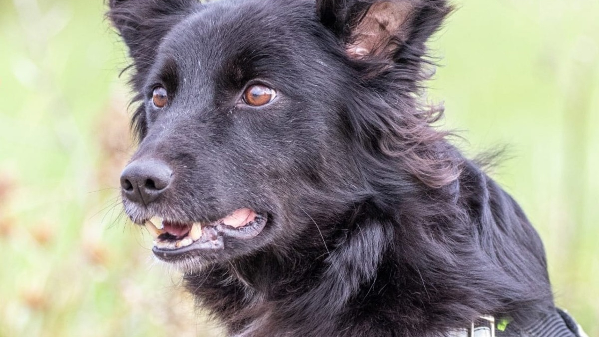 Illustration : "Kimba le chien policier lancé à la recherche d'un octogénaire perdu dans la forêt où il coupait son bois de chauffage"