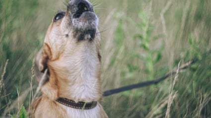 Illustration : Une femme contrainte d’abandonner son chien au refuge à cause d’une plainte de ses voisins