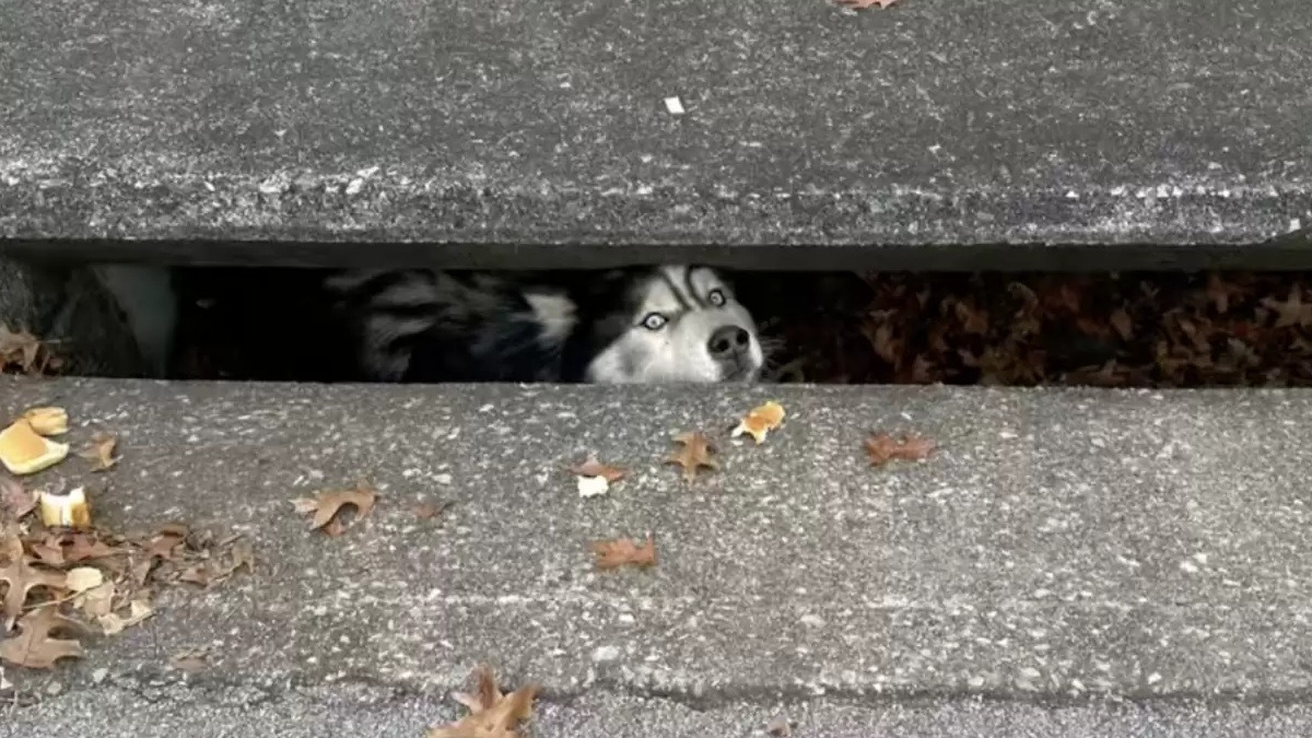 Illustration : "Un Husky un peu trop curieux se retrouve coincé dans un avaloir et attend désespérément les secours"