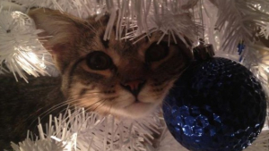 Illustration : 20 photos confirmant que la relation entre les chats et les sapins de Noël est inévitablement tumultueuse