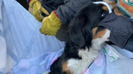 Illustration : Un vétérinaire célèbre tente de sauver la patte de Nova, une chienne retrouvée blessée par des randonneurs en montagne