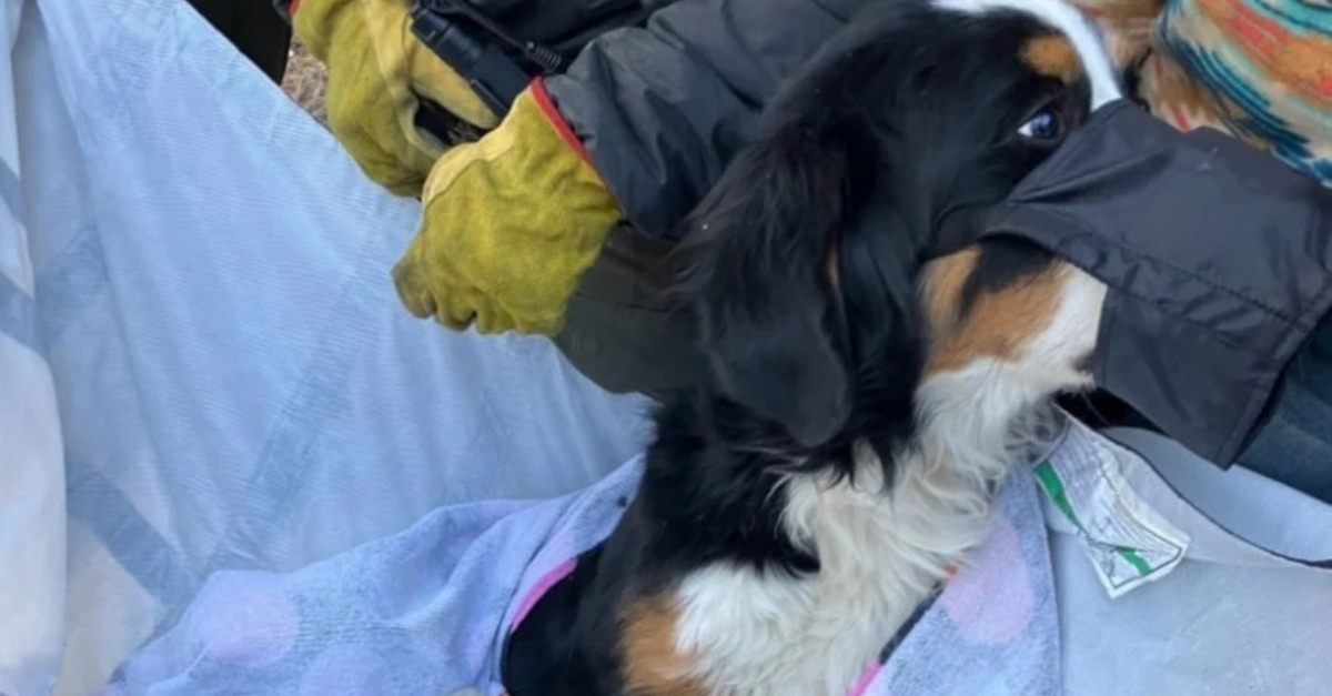 À Magnanville, des parents s'inquiètent du retour du chien qui a