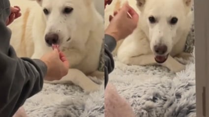 Illustration : La réaction touchante d'un chien de 10 ans maltraité par le passé qui découvre un steak pour la première fois de sa vie (vidéo)