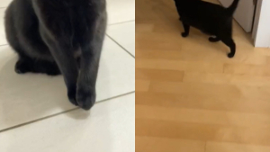 Illustration : Ce chat qui boitait devant sa maîtresse a retrouvé une démarche normale en comprenant qu’elle l'amenait chez le vétérinaire (vidéo)