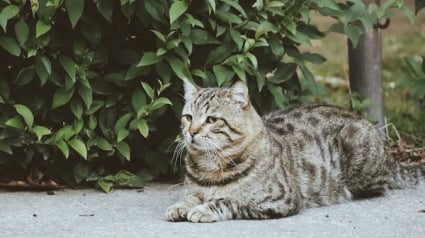 Illustration : Un couple manque de renverser un chat mal-en-point et découvre son incroyable histoire après l’avoir déposé chez le vétérinaire 