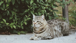 Illustration : "Un couple manque de renverser un chat mal-en-point et découvre son incroyable histoire après l’avoir déposé chez le vétérinaire "