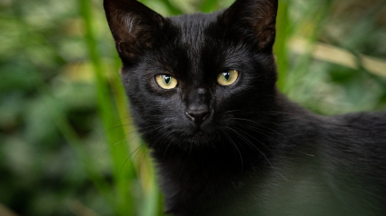 Illustration : Un miaulement nocturne révèle le périple inattendu d'une chatte perdue des mois plus tôt loin de son pays