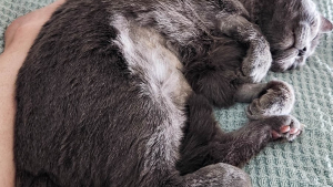 Illustration : Ce chat cherche du répit après avoir vécu le décès de son maître et souffert d’une maladie grave