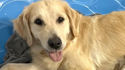 Illustration : Une maman Golden Retriever se voit proposer 3 petits canidés sauvages appartenant à une espèce menacée avec pour mission de les sauver