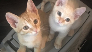 Illustration : 2 chatons trouvés dans une boîte en carton restent soudés pour affronter les épreuves de la vie