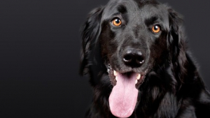 Illustration : 11 règles d'or à respecter avant d'approcher un chien pour la première fois